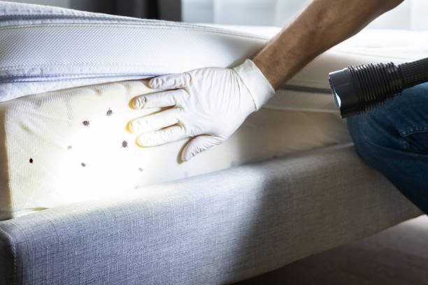 Best Flea Control Services  in El Granada, CA