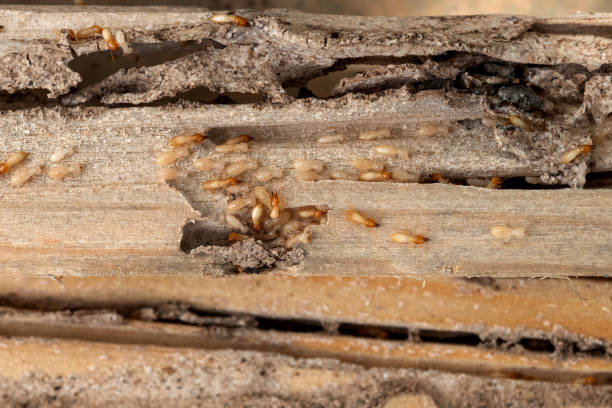 Best Pest Prevention Services  in El Granada, CA