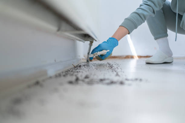 Best Local Pest Control Services  in El Granada, CA